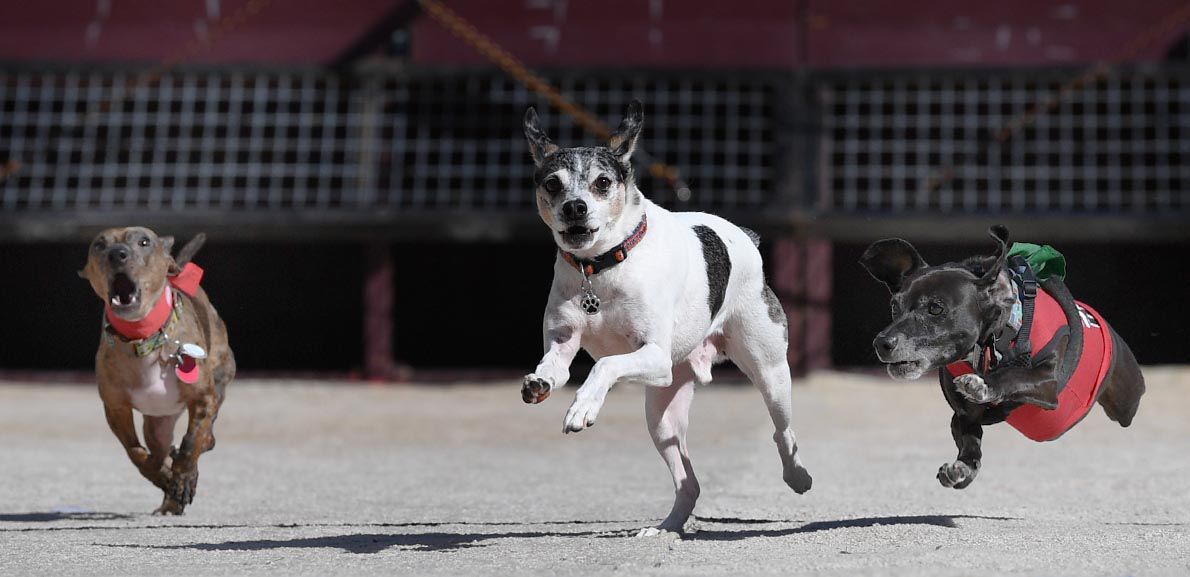 Weiner Fest 2017 18.jpg